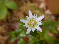 Gentiana douglasiana