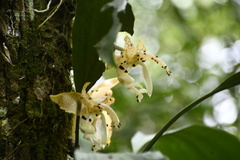 Stanhopea