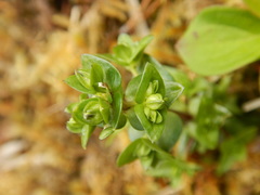 Gentiana douglasiana