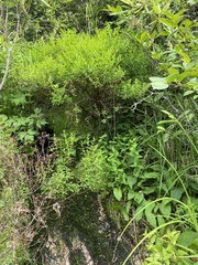 Hypericum densiflorum