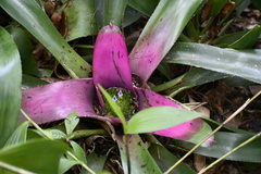 Neoregelia