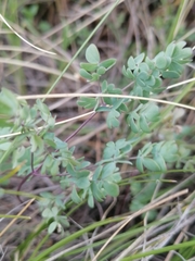 Thalictrum petaloideum