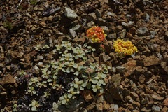 Eriogonum cedrorum