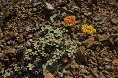 Eriogonum cedrorum