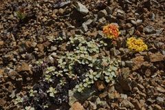 Eriogonum cedrorum