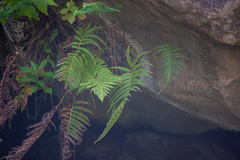 Pelazoneuron puberulum sonorense