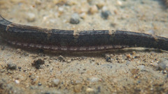 Hippichthys penicillus
