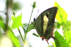 Polyura schreiber