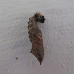 Aglais urticae