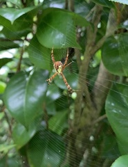 Argiope perforata