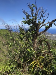 Antidesma platyphyllum