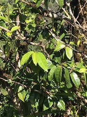 Antidesma platyphyllum