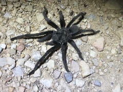 Aphonopelma gabeli