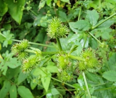 Sanicula chinensis