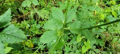 Sanicula chinensis