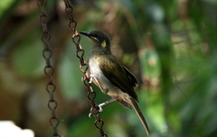 Microptilotis imitatrix