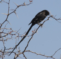 Lanius melanoleucus