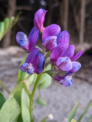 Lathyrus japonicus