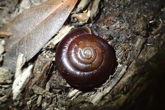 Glyptostoma gabrielense