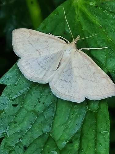 Scarce Marsh Pearl