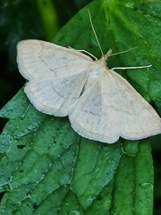 Psammotis pulveralis