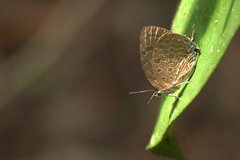 Arhopala pseudomuta