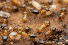 Crematogaster lineolata