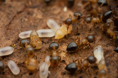 Crematogaster lineolata