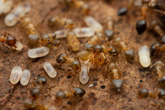 Crematogaster lineolata