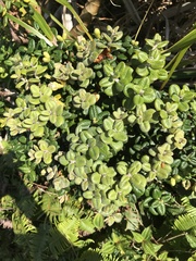 Metrosideros rugosa