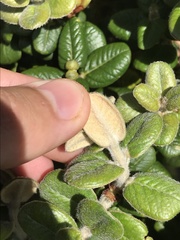 Metrosideros rugosa