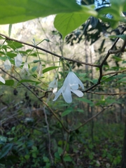 Halesia