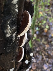Crepidotus fuscovelutinus