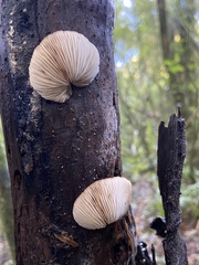Crepidotus fuscovelutinus