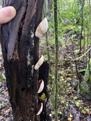 Crepidotus fuscovelutinus