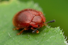 Stenotarsus blatchleyi