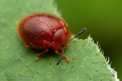 Stenotarsus blatchleyi