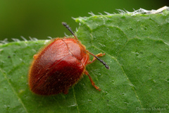 Stenotarsus blatchleyi