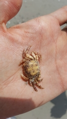 Hemigrapsus sanguineus