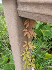 Parthenocissus quinquefolia image