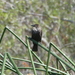 photo of Red-winged Blackbird (Agelaius phoeniceus)