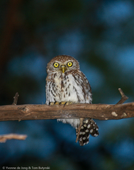 Glaucidium perlatum