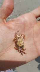 Hemigrapsus sanguineus