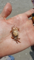 Hemigrapsus sanguineus