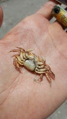 Hemigrapsus sanguineus