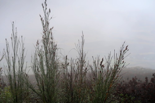 Image of Cannomois grandis by no rights reserved