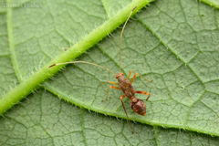 Paraxenetus guttulatus