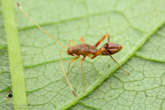 Paraxenetus guttulatus