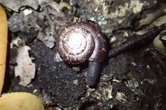 Glyptostoma gabrielense