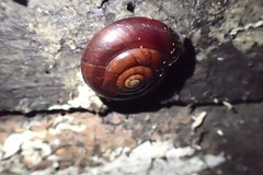 Glyptostoma gabrielense